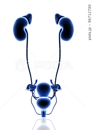 3d rendered Digital illustration of Female Urinary System in white background 96712780