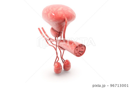 3d rendered penis isolated on white background 3d rendered penis isolated on white background 96713001