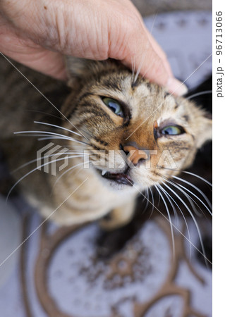 甘えん坊の野良猫 人馴れしたネコ 甘えん坊の野良猫 人馴れしたネコ 96713066