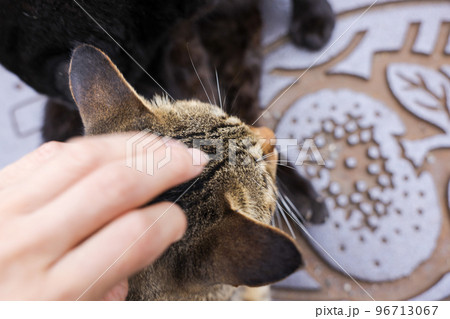 甘えん坊の野良猫　人馴れしたネコ 96713067