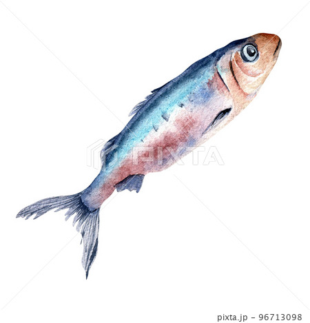 Single sardine watercolor illustration isolated on white background. Single sardine watercolor illustration isolated on white background. 96713098