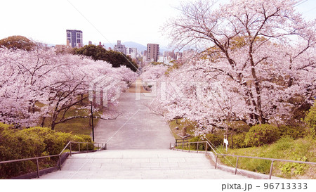 福岡西公園の桜 福岡西公園の桜 96713333