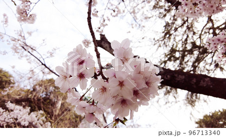 福岡西公園の桜 福岡西公園の桜 96713340