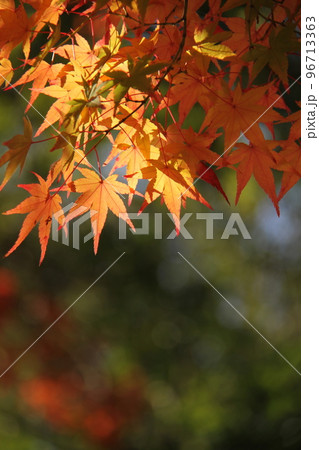 日本の秋　紅葉（モミジの葉） 96713363