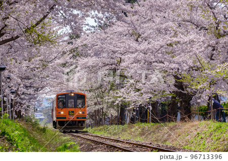 芦野公園　津軽鉄道とさくらのトンネル 96713396