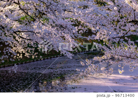 弘前さくらまつり　外濠の桜と花筏 96713400