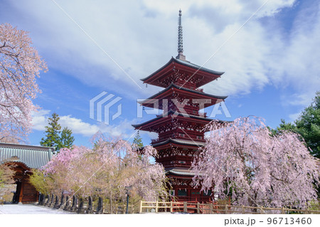 弘前　最勝院五重塔と桜 96713460