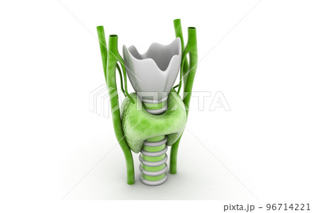 3d rendered Endocrine parathyroid gland on a white background 96714221