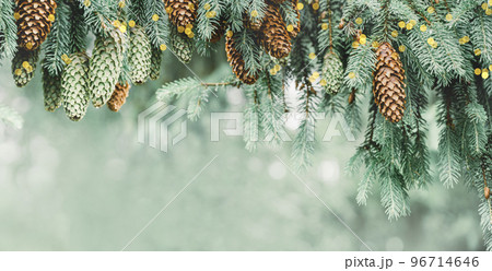 Winter Christmas tree branches with cones in snow with lights. Copy space Winter Christmas tree branches with cones in snow with lights. Copy space 96714646