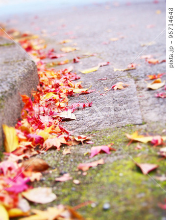 路上の落ち葉　紅葉 96714648