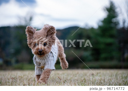 走ってる犬トイプードル 96714772