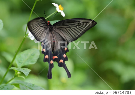 生き物 昆虫 ジャコウアゲハ、八重山諸島の亜種。草原を優雅に飛んで花をめぐります 生き物 昆虫 ジャコウアゲハ、八重山諸島の亜種。草原を優雅に飛んで花をめぐります 96714783