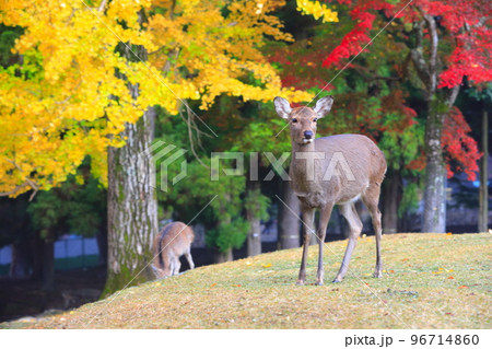 【奈良県】奈良公園の紅葉と鹿 96714860