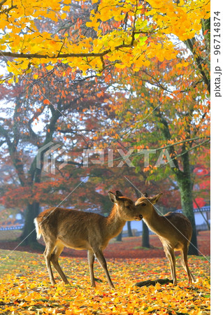 【奈良県】奈良公園の紅葉と鹿 【奈良県】奈良公園の紅葉と鹿 96714874