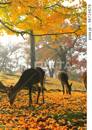 【奈良県】奈良公園の紅葉と鹿 96714878