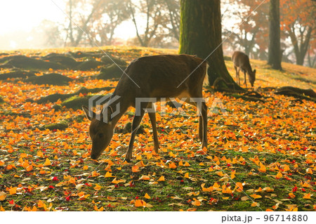【奈良県】奈良公園の紅葉と鹿 96714880