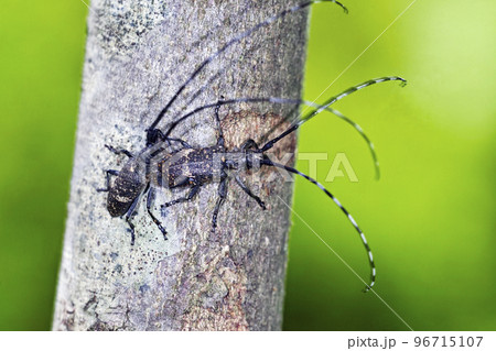 カミキリ 96715107