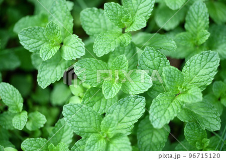 晩秋のアップルミント 96715120