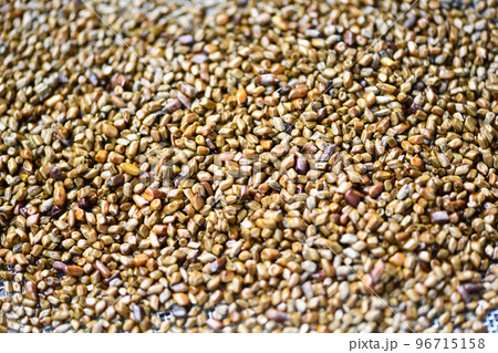 薬草・エビスグサ（恵比須草）の種子 96715158