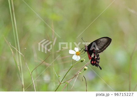生き物　昆虫　ベニモンアゲハ、有毒のチョウ。一部のシロオビアゲハのメスがこちらに擬態しているとか 96715227