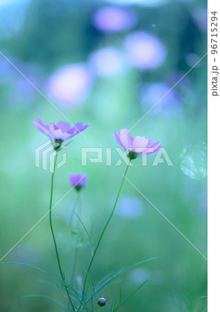 コスモスの花 コスモスの花 96715294