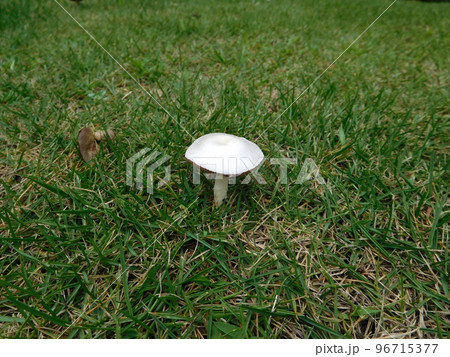 白いきのこ　オオシロカラカサタケ 96715377