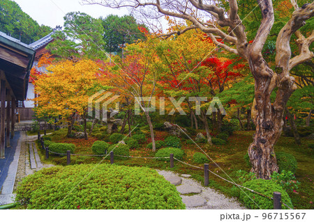 絵画のように素晴らしい圓光寺の紅葉（京都市左京区一乗寺） 96715567