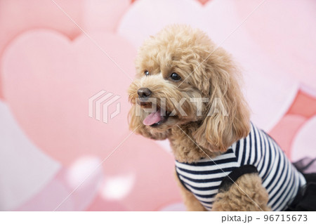 ハートバックで微笑むトイプードルのバストアップ ハートバックで微笑むトイプードルのバストアップ 96715673