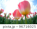 満開のチューリップ 96716025
