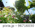 小さな小さな花壇 96716030