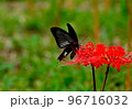 彼岸花と黒蝶 96716032