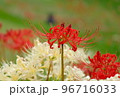 紅白の彼岸花 96716033