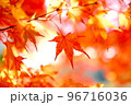 輝く紅葉 96716036