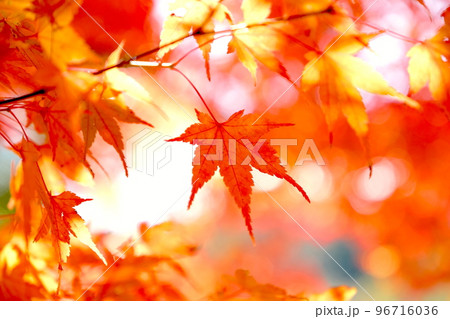 輝く紅葉 96716036