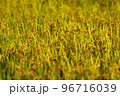 実った稲穂 96716039