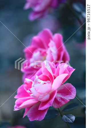 花の女王 96716517
