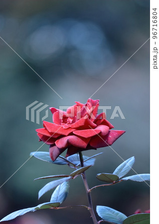 花の女王 花の女王 96716804