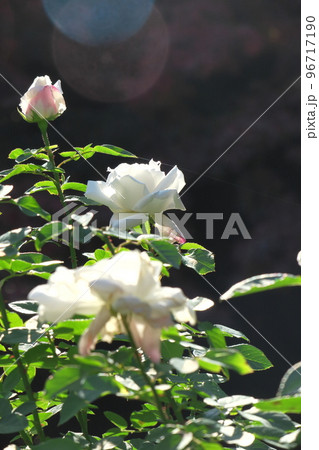 花の女王 花の女王 96717190