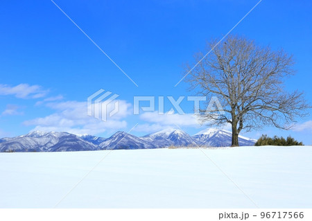 雪原に立つくるみの木と浅間山 雪原に立つくるみの木と浅間山 96717566