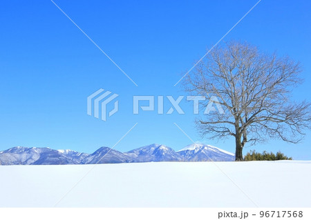 雪原に立つくるみの木と浅間山 雪原に立つくるみの木と浅間山 96717568