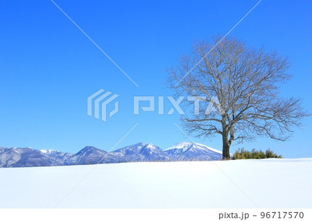 雪原に立つくるみの木と浅間山 96717570