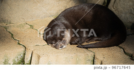 日本のとべ動物園で飼育されているコツメカワウソの昼寝顔 96717645