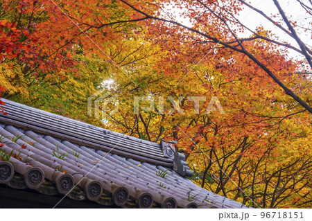 圓光寺の素晴らしい紅葉と鐘楼（京都市左京区一乗寺） 96718151