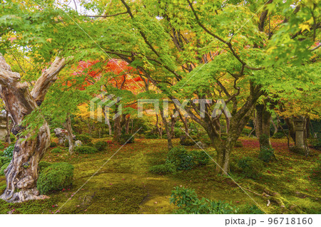 圓光寺 十牛之庭の素晴らしい紅葉(京都市左京区一乗寺) 圓光寺 十牛之庭の素晴らしい紅葉(京都市左京区一乗寺) 96718160