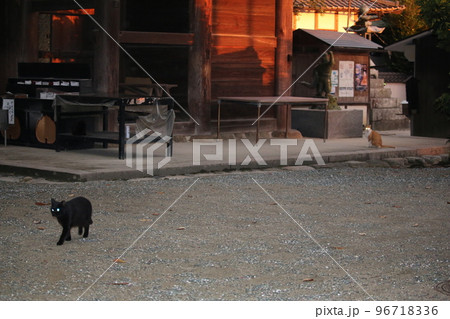 松山 石手寺の猫 松山 石手寺の猫 96718336