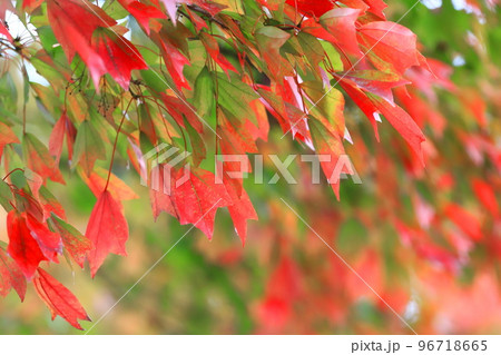 唐楓（トウカエデ）の紅葉 96718665