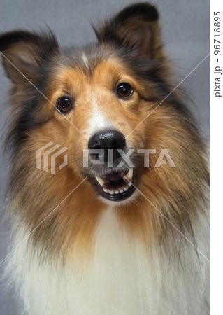 ペット、犬、可愛いワンちゃん、グレーバック、シェットランドシープドック、一匹、耳折れ、茶色、白毛 ペット、犬、可愛いワンちゃん、グレーバック、シェットランドシープドック、一匹、耳折れ、茶色、白毛 96718895