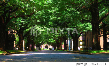 東京大学（東京都文京区本郷）構内の様々な風景 96719081