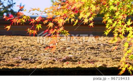 金剛輪寺　紅葉　もみじ 96719433