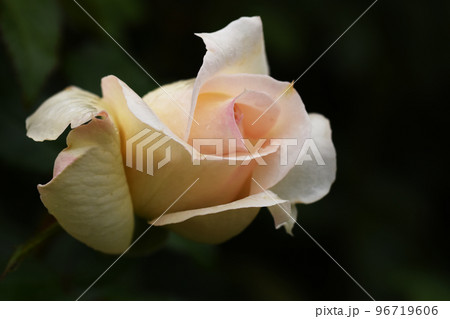 【長野県 中野市】一本木公園のバラ チャイコフスキー 【長野県 中野市】一本木公園のバラ チャイコフスキー 96719606